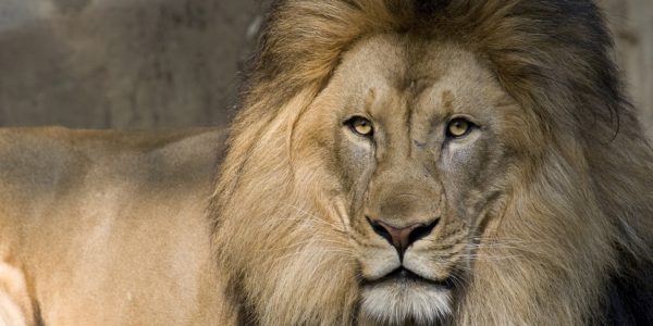 27 интересных фактов о львах